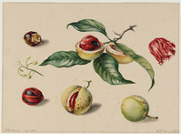 BB+ 015
          <br/>
          Muskaatnoot
          <br/>
          <em>Koning, Elisabeth Johanna (1816-1887)</em>